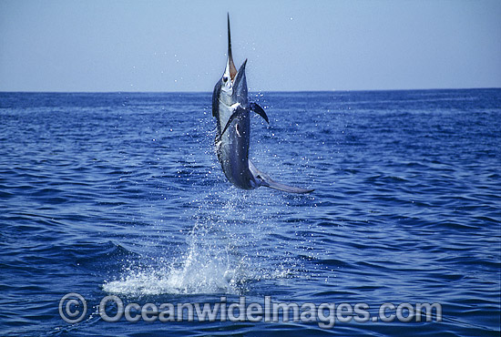 Black Marlin Makaira indica breaching photo Black Marlin Makaira indica breaching photo