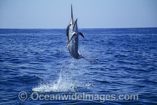 Black Marlin Makaira indica breaching photo