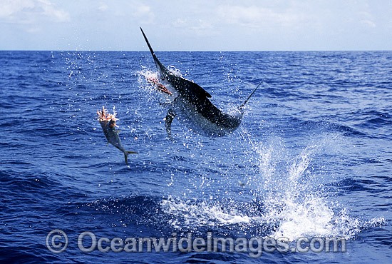 Black Marlin breaching photo