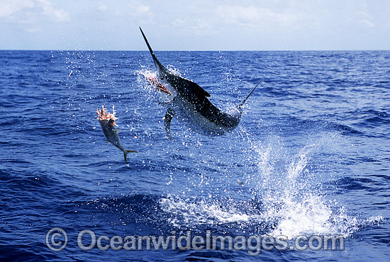 Black Marlin breaching photo Black Marlin breaching photo