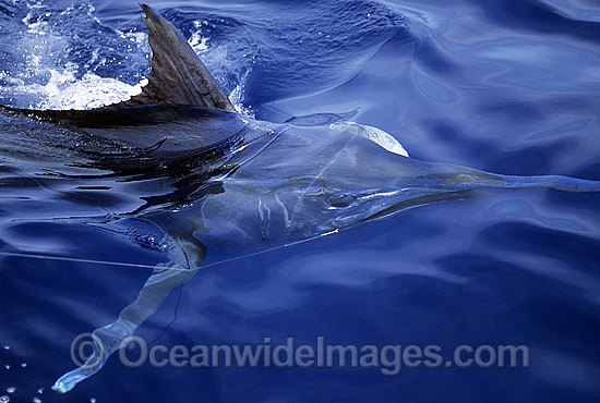 Black Marlin gliding beneath surface photo