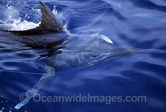 Black Marlin gliding beneath surface photo Black Marlin gliding beneath surface photo