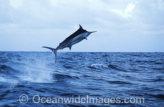 Black Marlin Makaira indica breaching photo