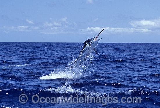 Black Marlin Billfish Makaira indica breaching photo