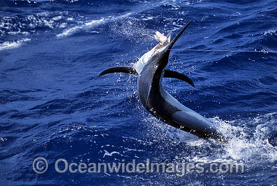 Black Marlin breaching photo Black Marlin breaching photo