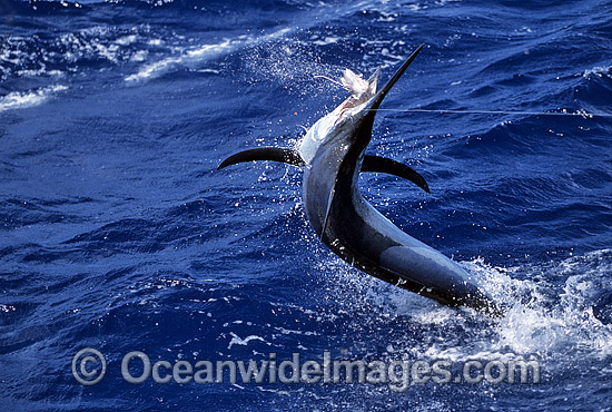 Black Marlin breaching photo