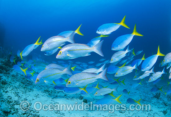 Hussar Snapper Lutjanus adetii Blue Fusilier photo Hussar Snapper Lutjanus adetii Blue Fusilier photo