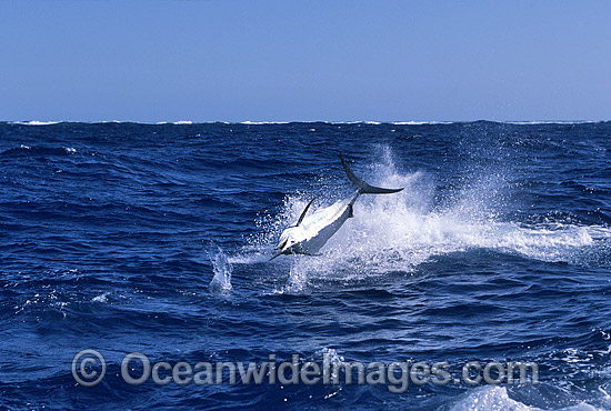 Black Marlin (Makaira indica) breaching on surface after taking a bait. Also known as Billfish. Great Barrier Reef, Queensland, Australia Photo - John Ashley