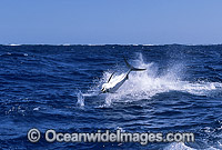 Black Marlin Billfish Makaira indica breaching Photo - John Ashley
