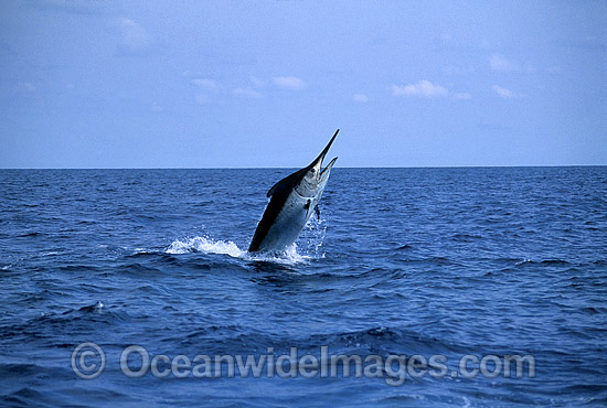 Black Marlin Billfish Makaira indica breaching photo