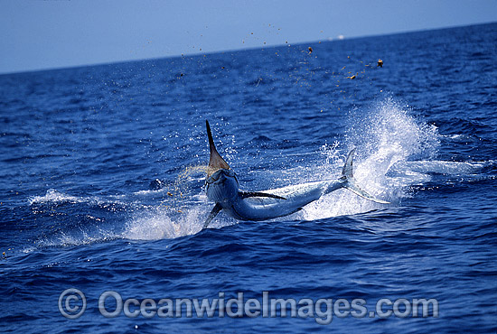 Black Marlin Makaira indica breaching photo