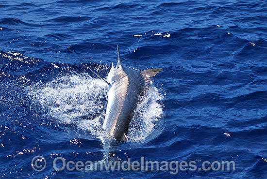 Black Marlin Makaira indica photo