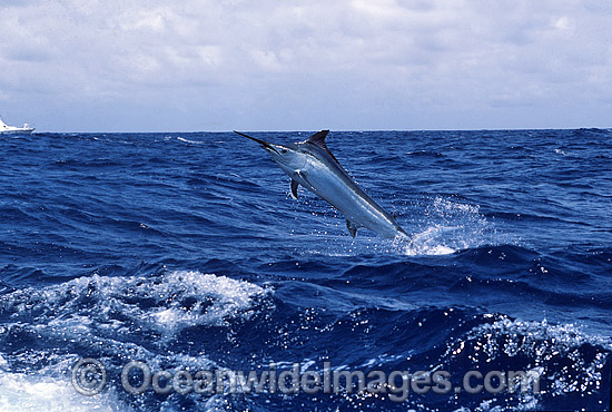 Black Marlin breaching photo