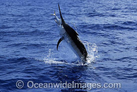 Black Marlin Makaira indica breaching photo Black Marlin Makaira indica breaching photo