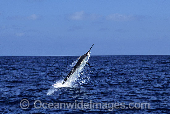 Black Marlin after taking a bait photo Black Marlin after taking a bait photo