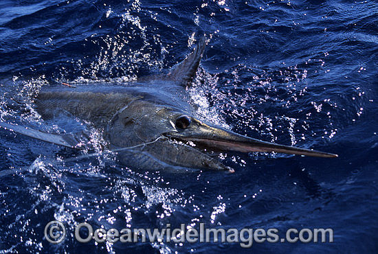Black Marlin Makaira indica photo Black Marlin Makaira indica photo