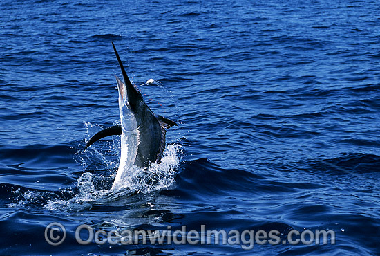 Black Marlin after taking a bait photo Black Marlin after taking a bait photo