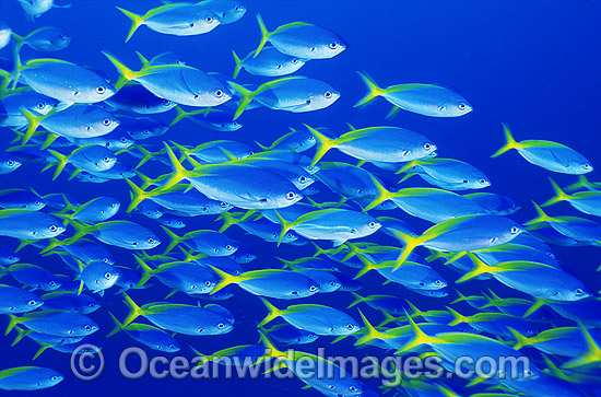 Yellow-backed Fusilier Caesio xanthonota photo Yellow-backed Fusilier Caesio xanthonota photo