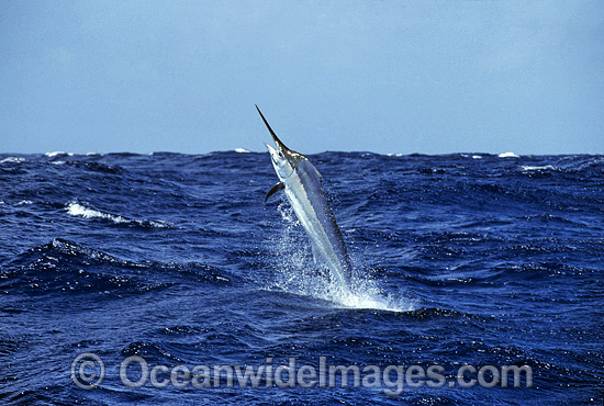 Black Marlin Makaira indica breaching photo Black Marlin Makaira indica breaching photo