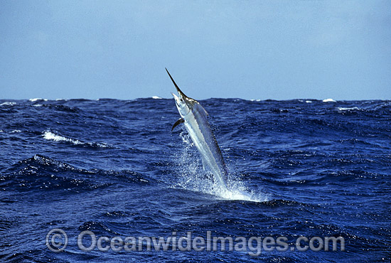 Black Marlin Makaira indica breaching photo