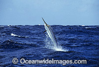 Black Marlin Makaira indica breaching Photo - John Ashley