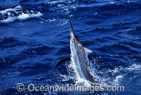 Black Marlin Billfish Makaira indica breaching photo