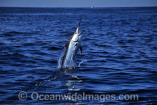 Black Marlin Makaira indica breaching photo