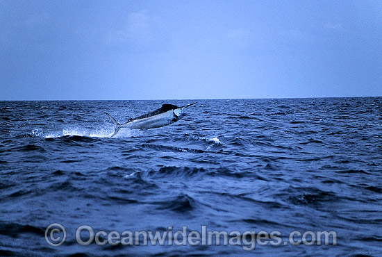 Black Marlin Billfish Makaira indica breaching photo