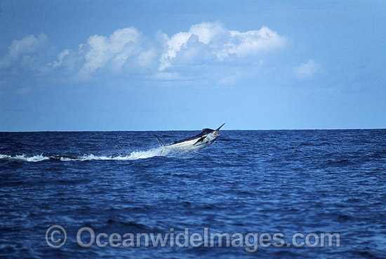 Black Marlin Billfish Makaira indica breaching photo