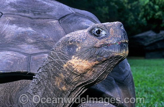 Giant Galapagos Land Tortoise (Geochelone nigra porteri) - foot and claw detail. Harriet, born around 1830. Experts think Charles Darwin, took the animal from the Galapagos Islands in south America around 1835. Beerwah, Queensland, Australia Photo - Gary Bell