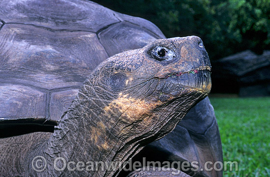Giant Galapagos Land Tortoise (Geochelone nigra porteri) - foot and claw detail. Harriet, born around 1830. Experts think Charles Darwin, took the animal from the Galapagos Islands in south America around 1835. Beerwah, Queensland, Australia Photo - Gary Bell Giant Galapagos Land Tortoise (Geochelone nigra porteri) - foot and claw detail. Harriet, born around 1830. Experts think Charles Darwin, took the animal from the Galapagos Islands in south America around 1835. Beerwah, Queensland, Australia Photo - Gary Bell