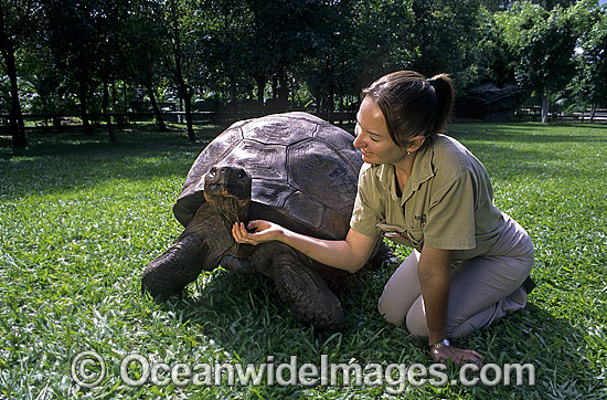 Harriet Galapagos Land Tortoise photo