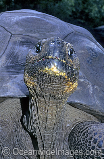 Harriet Galapagos Land Tortoise photo