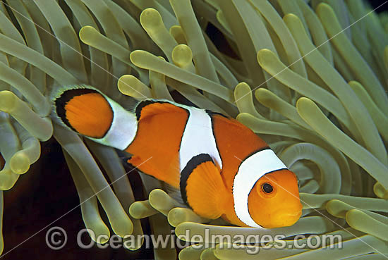 Western Clownfish (Amphiprion ocellaris) amongst anemone tentacles. Also known as Western Anemonefish or Clown Anemonefish. Bali, Indonesia Photo - Gary Bell Western Clownfish (Amphiprion ocellaris) amongst anemone tentacles. Also known as Western Anemonefish or Clown Anemonefish. Bali, Indonesia Photo - Gary Bell