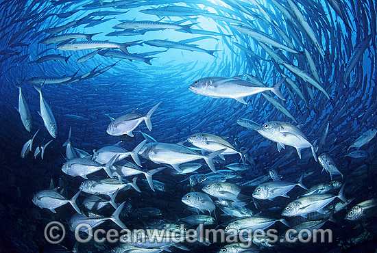 Vortex of schooling Big-eye Trevally (Caranx sexfasciatus) also known as Horse-eye Jack amongst Chevron Barracuda (Sphyraena qenie). Great Barrier Reef Queensland Australia Photo - Gary Bell Vortex of schooling Big-eye Trevally (Caranx sexfasciatus) also known as Horse-eye Jack amongst Chevron Barracuda (Sphyraena qenie). Great Barrier Reef Queensland Australia Photo - Gary Bell