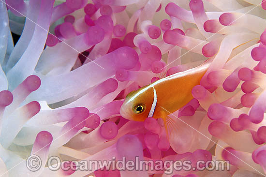 Pink Anemonefish (Amphiprion perideraion) amongst anemone tentacles. Great Barrier Reef, Queensland, Australia Photo - Gary Bell