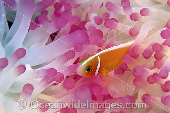 Pink Anemonefish (Amphiprion perideraion) amongst anemone tentacles. Great Barrier Reef, Queensland, Australia Photo - Gary Bell Pink Anemonefish (Amphiprion perideraion) amongst anemone tentacles. Great Barrier Reef, Queensland, Australia Photo - Gary Bell