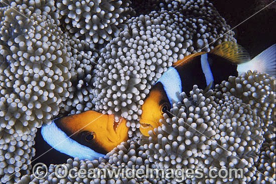 Orange-fin Anemonefish (Amphiprion chrysopterus) amongst anemone tentacles. Great Barrier Reef, Queensland, Australia Photo - Gary Bell