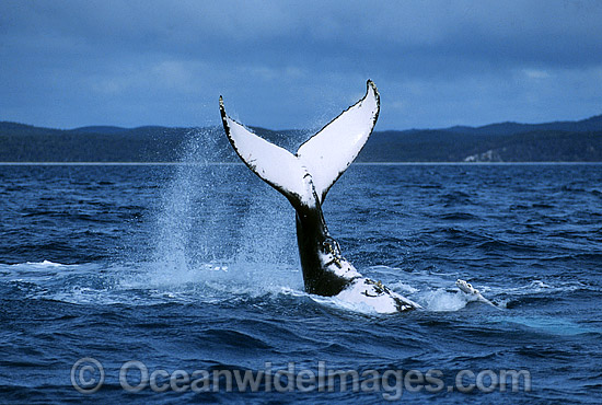 Humpback Whale tail fluke photo