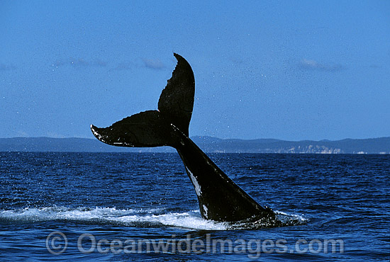 Humpback Whale tail fluke slapping on surface photo Humpback Whale tail fluke slapping on surface photo