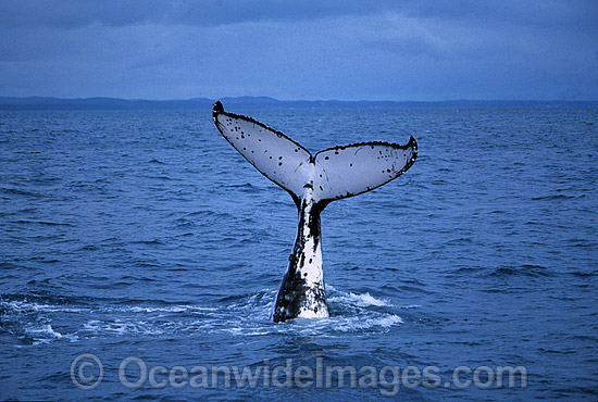 Humpback Whale tail fluke photo Humpback Whale tail fluke photo