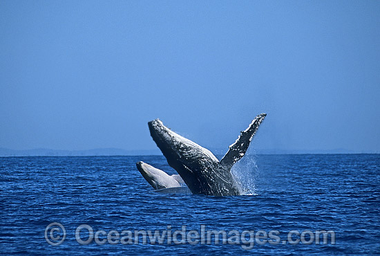Humpback Whale (Megaptera novaeangliae) - mother and calf breaching on surface. Hervey Bay, Queensland, Australia. Classified Vulnerable on the IUCN Red List. Sequence: 1a Photo - Gary Bell
