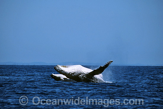 Humpback Whale (Megaptera novaeangliae) - mother and calf breaching on surface. Hervey Bay, Queensland, Australia. Classified as Vulnerable on the IUCN Red List. Sequence: 1b Photo - Gary Bell