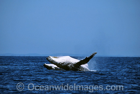 Humpback Whale (Megaptera novaeangliae) - mother and calf breaching on surface. Hervey Bay, Queensland, Australia. Classified as Vulnerable on the IUCN Red List. Sequence: 1b Photo - Gary Bell Humpback Whale (Megaptera novaeangliae) - mother and calf breaching on surface. Hervey Bay, Queensland, Australia. Classified as Vulnerable on the IUCN Red List. Sequence: 1b Photo - Gary Bell