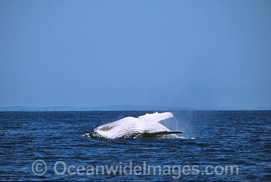 Humpback Whale breaching mother and calf photo