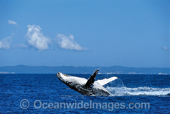 Humpback Whale (Megaptera novaeangliae) - breaching on surface. Hervey Bay, Queensland, Australia. Classified as Vulnerable on the IUCN Red List. Sequence: 2a Photo - Gary Bell