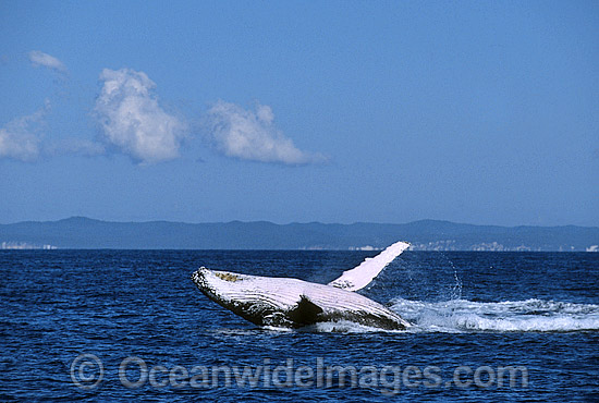 Humpback Whale (Megaptera novaeangliae) - breaching on surface. Hervey Bay, Queensland, Australia. Classified as Vulnerable on the IUCN Red List. Sequence: 2b Photo - Gary Bell