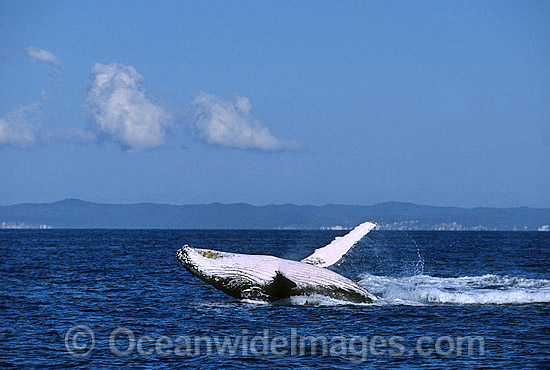 Humpback Whale Megaptera novaeangliae photo Humpback Whale Megaptera novaeangliae photo