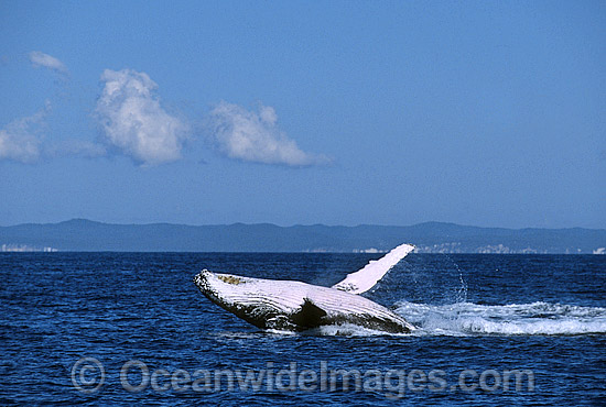 Humpback Whale Megaptera novaeangliae photo