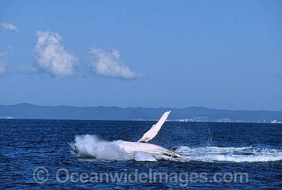 Humpback Whale (Megaptera novaeangliae) - breaching on surface. Hervey Bay, Queensland, Australia. Classified as Vulnerable on the IUCN Red List. Sequence: 2c Photo - Gary Bell Humpback Whale (Megaptera novaeangliae) - breaching on surface. Hervey Bay, Queensland, Australia. Classified as Vulnerable on the IUCN Red List. Sequence: 2c Photo - Gary Bell